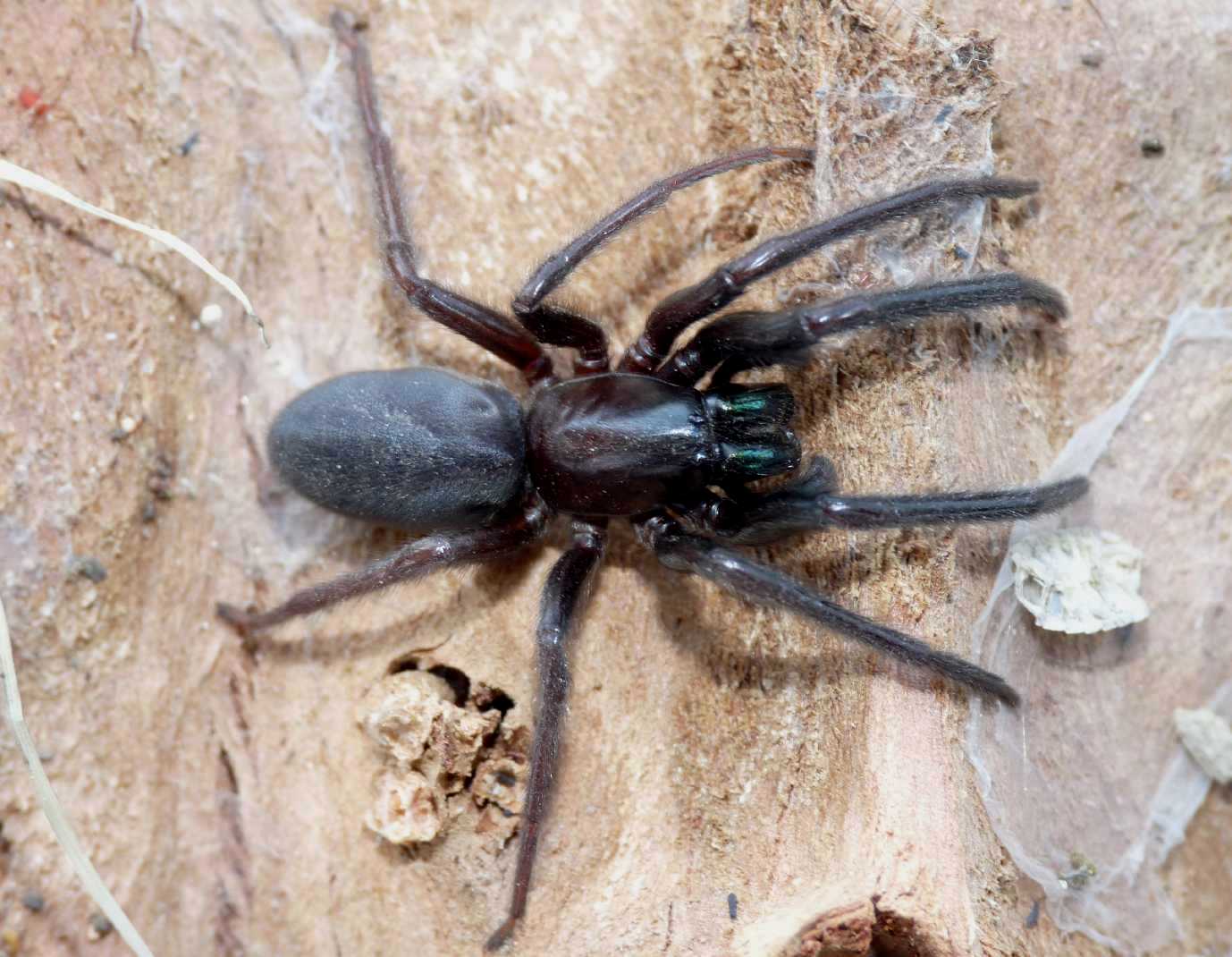 Segestria florentina
